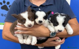Border Collie perros en venta: Border Collie 450€ ¡PRECIO REAL! - Imagen 2