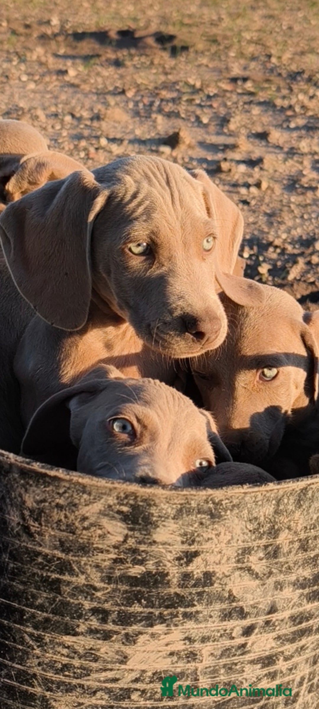 Weimaraner perros en venta: Bracos de Weimar  - Anuncio 6