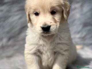 Golden Retriever perros en Barcelona - Anuncio 29