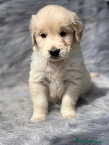 Golden Retriever perros en Barcelona - Anuncio 17