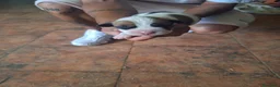 American Staffordshire-Terrier perros en venta: American Stafford  - Anuncio 20