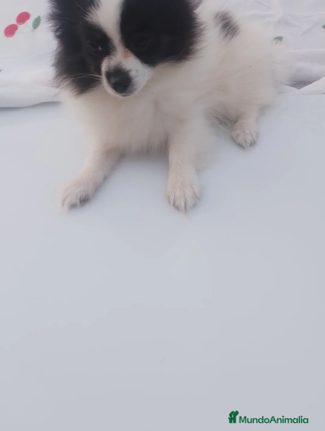 Pomerania perros en venta: Pomerania hembra preciosa  - Anuncio 2