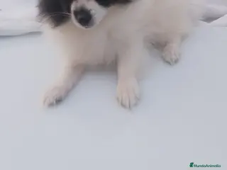 Pomerania perros Pomerania hembra preciosa - Anuncio 6