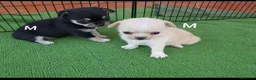 Chihuahua perros en venta: Exclusivos cachorros de chihuahua - Anuncio 6