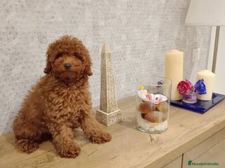 Caniche Toy perros - Anuncio 3