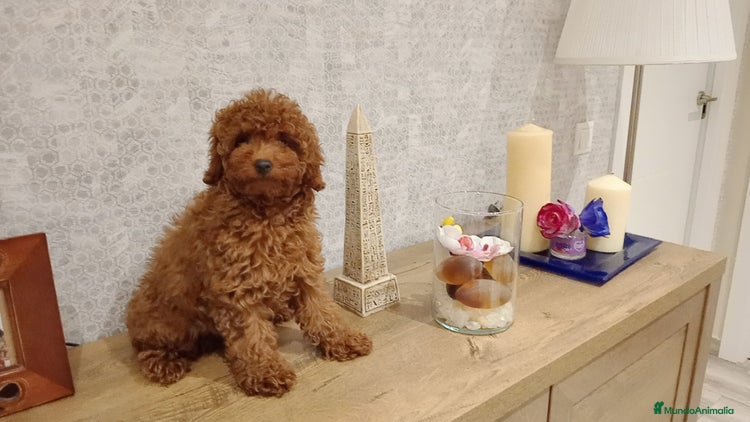 Caniche Toy perros - Anuncio 1