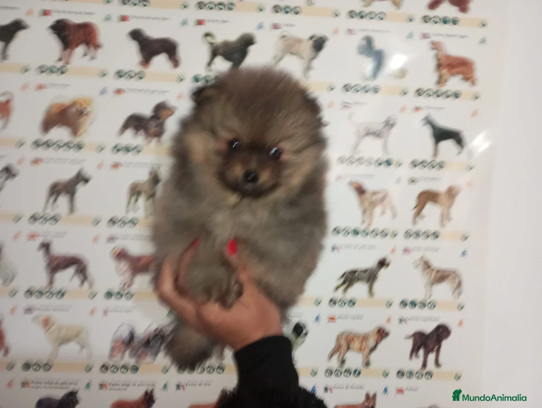 Pomerania perros en venta: Pomerania de Lulú - Anuncio 1