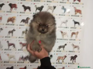 Pomerania perros Pomerania de Lulú - Anuncio 4