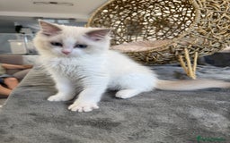 Ragdoll gatos en venta: Gatitos Ragdoll 19-05 - Imagen 7
