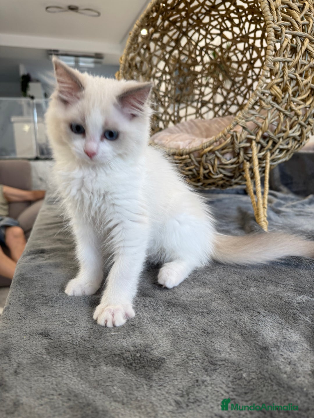 Ragdoll gatos en venta: Gatitos Ragdoll 19-05 - Imagen 7