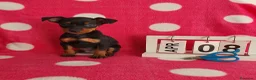 Pinscher Miniatura perros en venta: Pinscher miniatura  - Anuncio 1