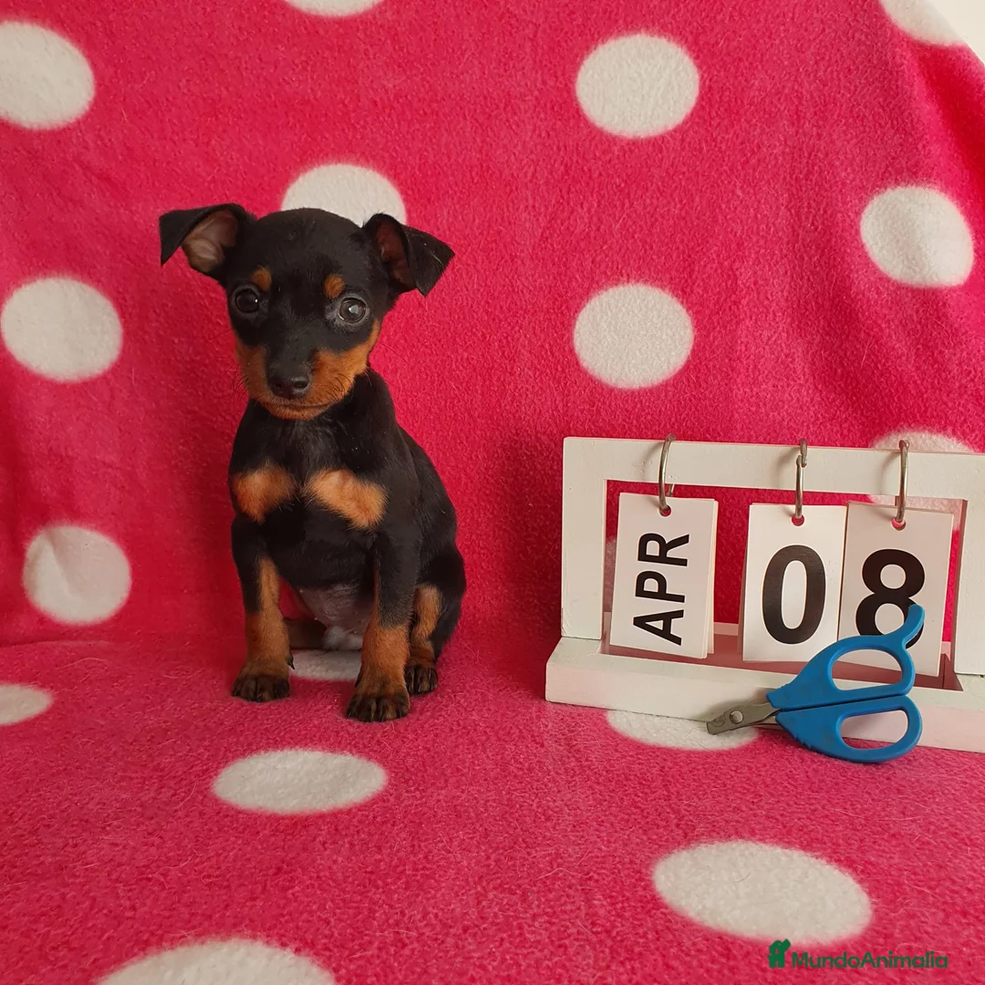 Pinscher Miniatura perros en venta: Pinscher miniatura  - Anuncio 1