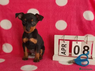 Pinscher Miniatura perros Pinscher miniatura - Anuncio 2