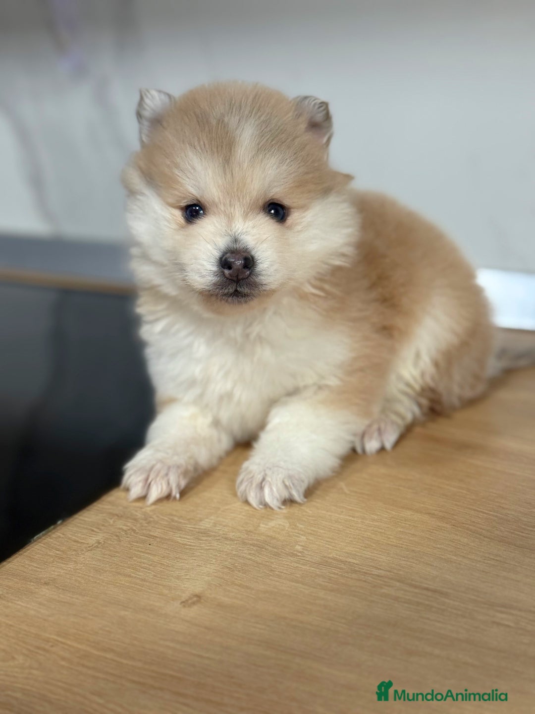 Pomsky perros en venta: Pomsky  - Anuncio 17