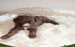 Perro de Agua Español perros en venta: Perro de aguas español macho - Imagen 4