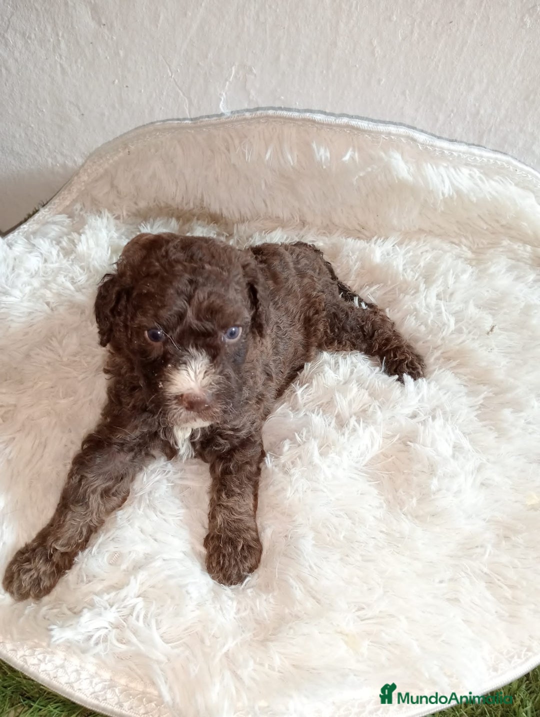 Perro de Agua Español perros en venta: Perro de aguas español macho - Imagen 4