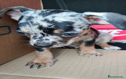 Chihuahua perros en venta: Chigugua toys - Imagen 1