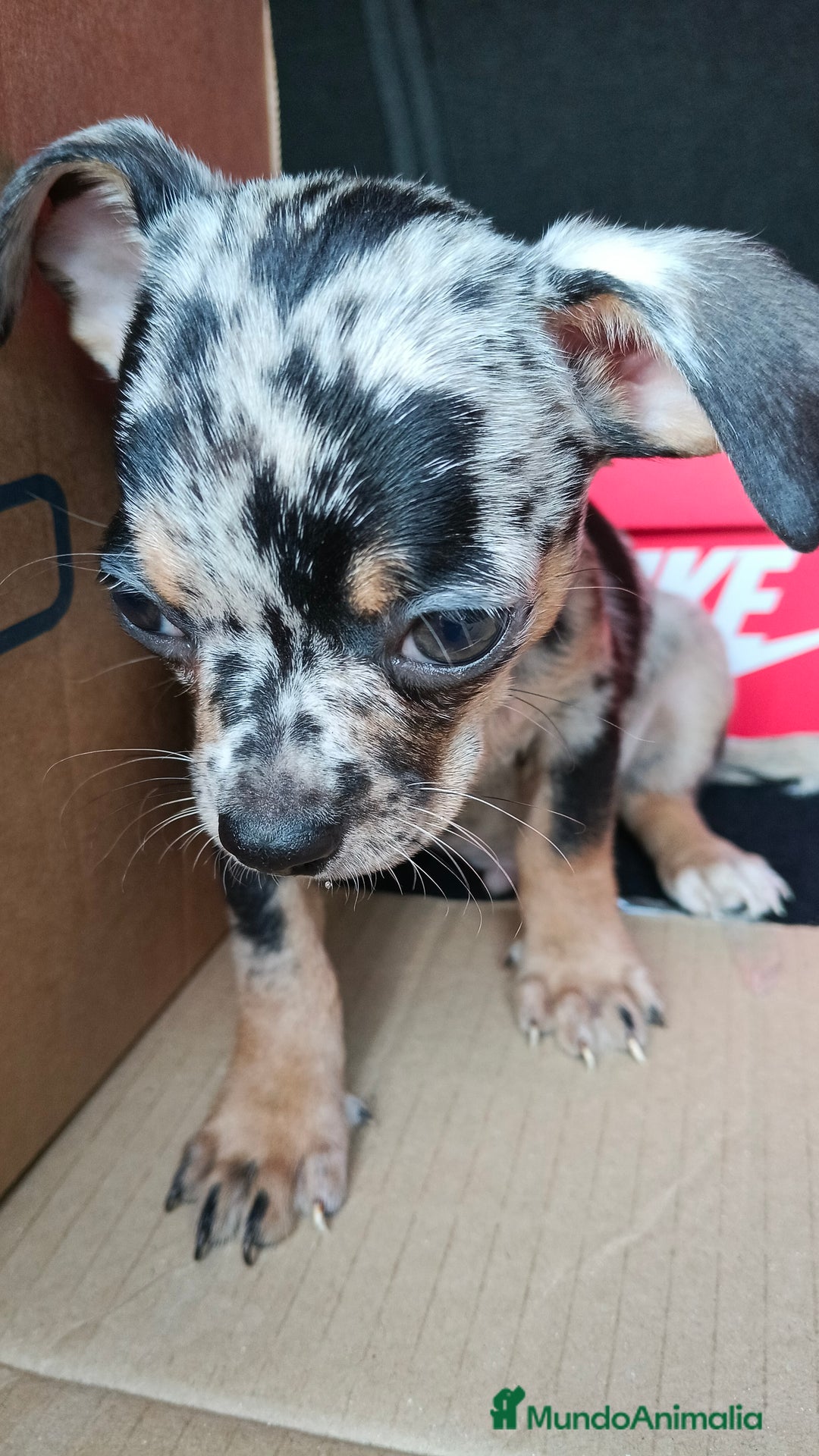 Chihuahua perros en venta: Chigugua toys - Imagen 1