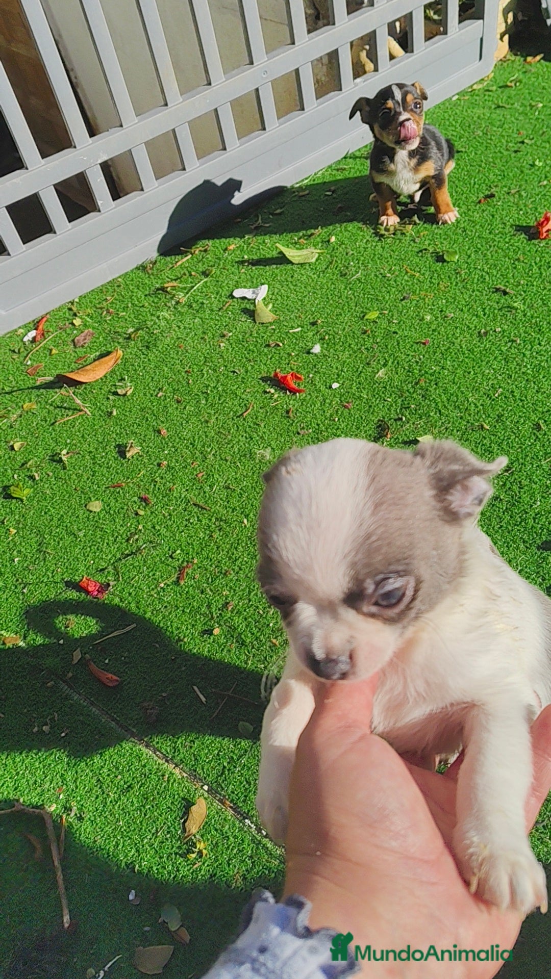 Chihuahua perros en venta: Chihuahua bicolor blue macho  - Anuncio 3