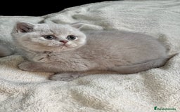Británico de Pelo Corto gatos en venta: British Shortihair lilac - Imagen 4