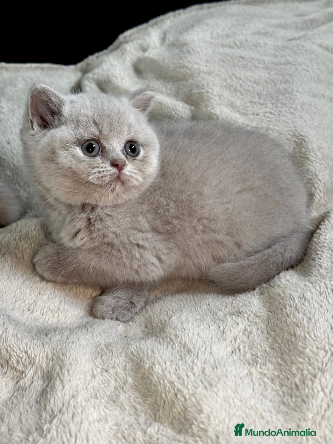 Británico de Pelo Corto gatos en venta: British Shortihair lilac - Imagen 4