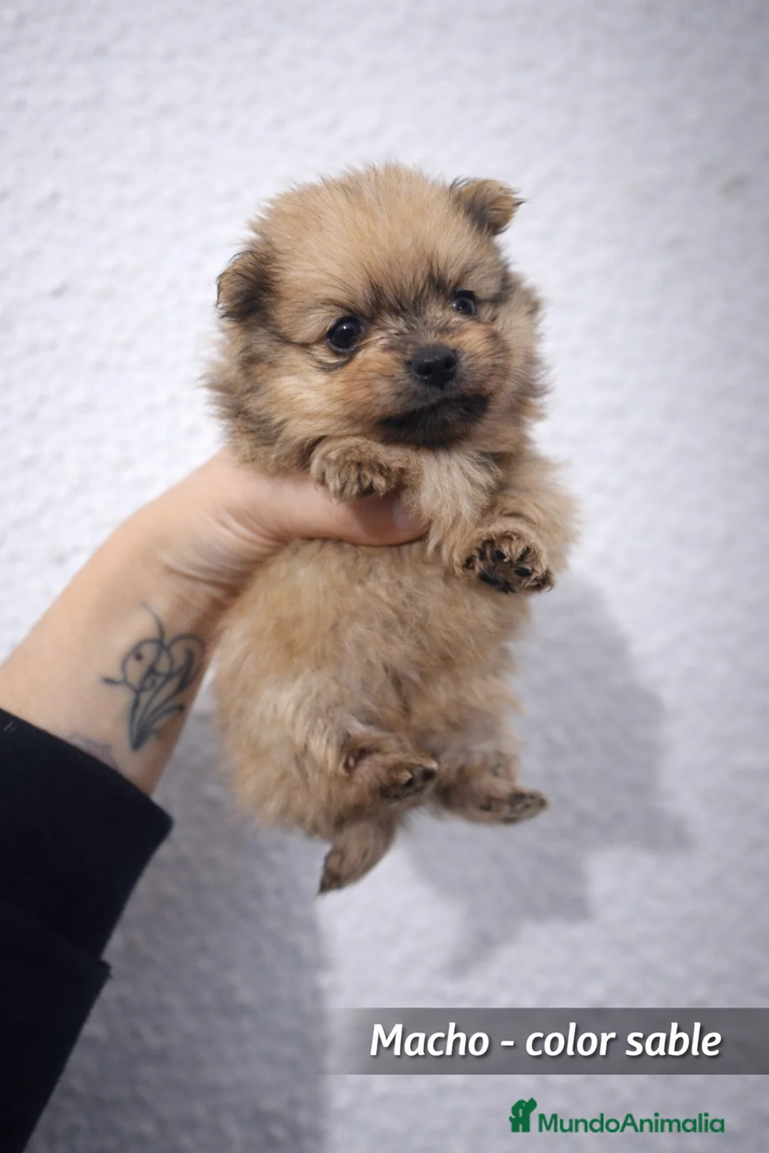Pomerania perros en venta: Pomerania  - Anuncio 2