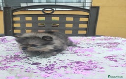 Pomerania perros en venta: Pomeranias exóticos. - Imagen 2