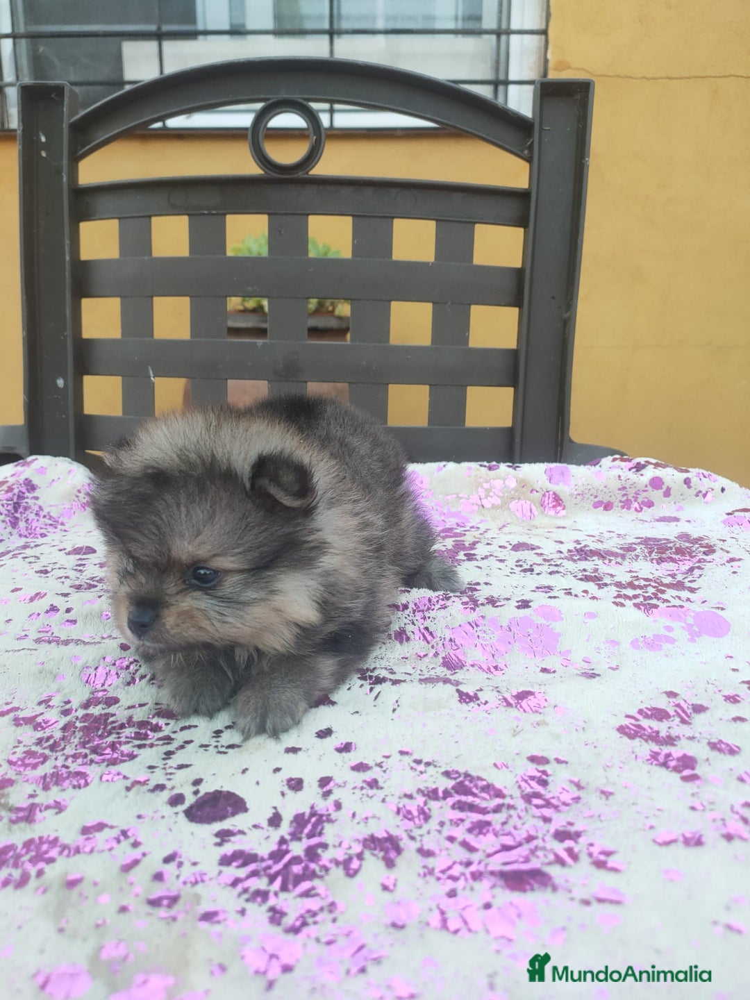Pomerania perros en venta: Pomeranias exóticos. - Imagen 2