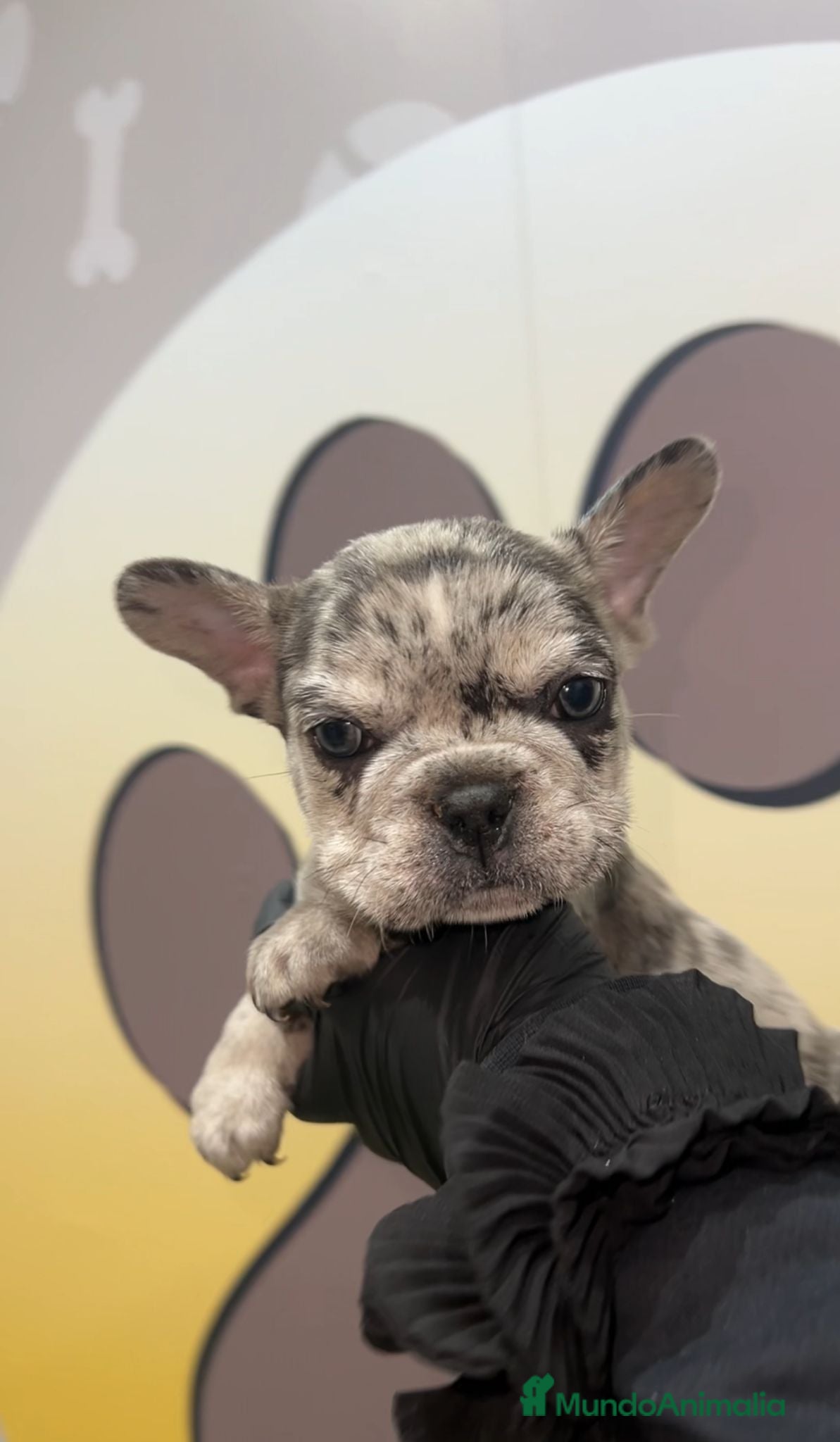 Bulldog Francés perros ESPECTACULAR BULLDOG FRANCES🤎 - Anuncio 2