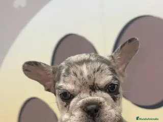 Bulldog Francés perros ESPECTACULAR BULLDOG FRANCES🤎 - Anuncio 29