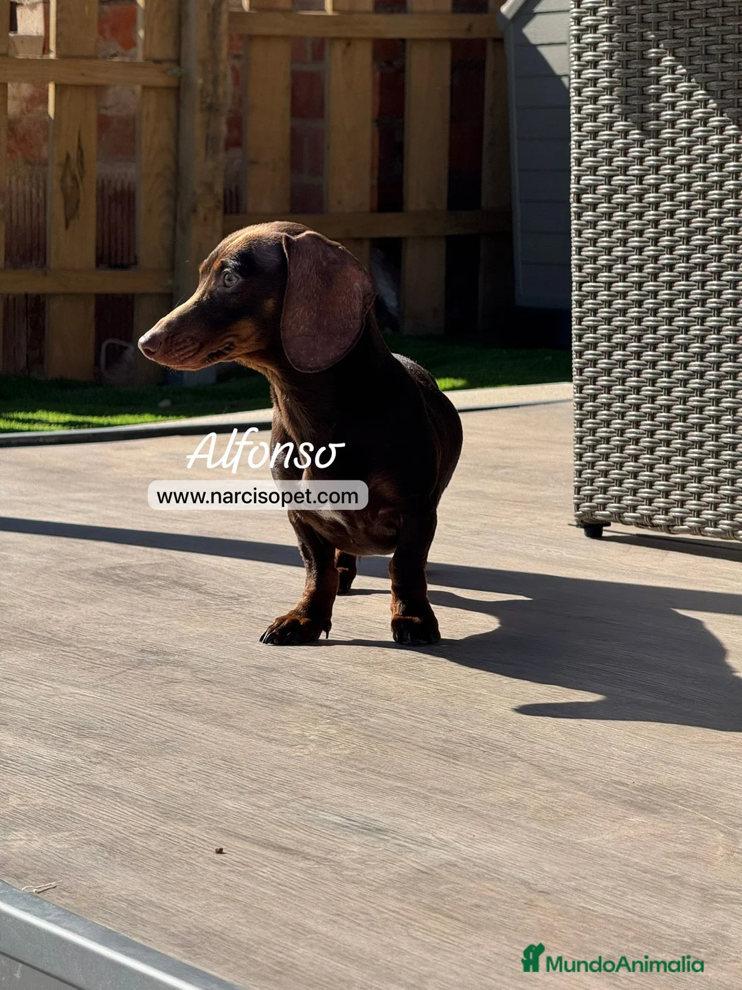 Teckel Miniatura perros en venta: TECKEL 5 MESES - Anuncio 2