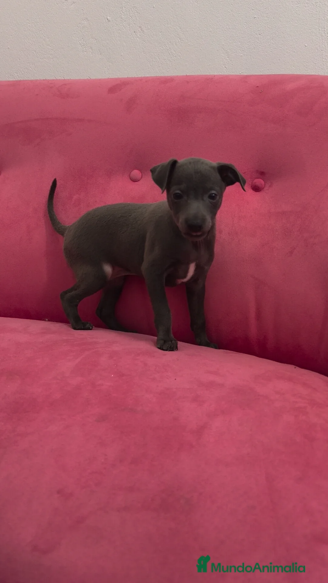 Pequeño Lebrel Italiano perros en venta: Pequeño Lebrel Italiano Piccolo Galgo italiano  - Anuncio 13