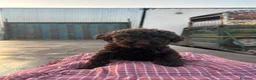 Perro de Agua Español perros en venta: Cachorros perro de agua español  - Anuncio 2