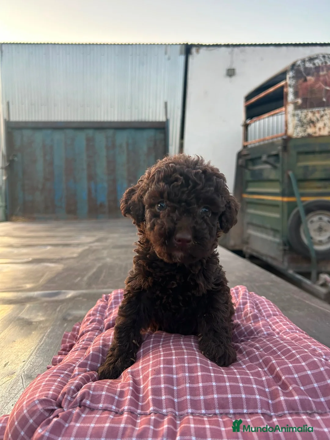 Perro de Agua Español perros en venta: Cachorros perro de agua español  - Anuncio 2