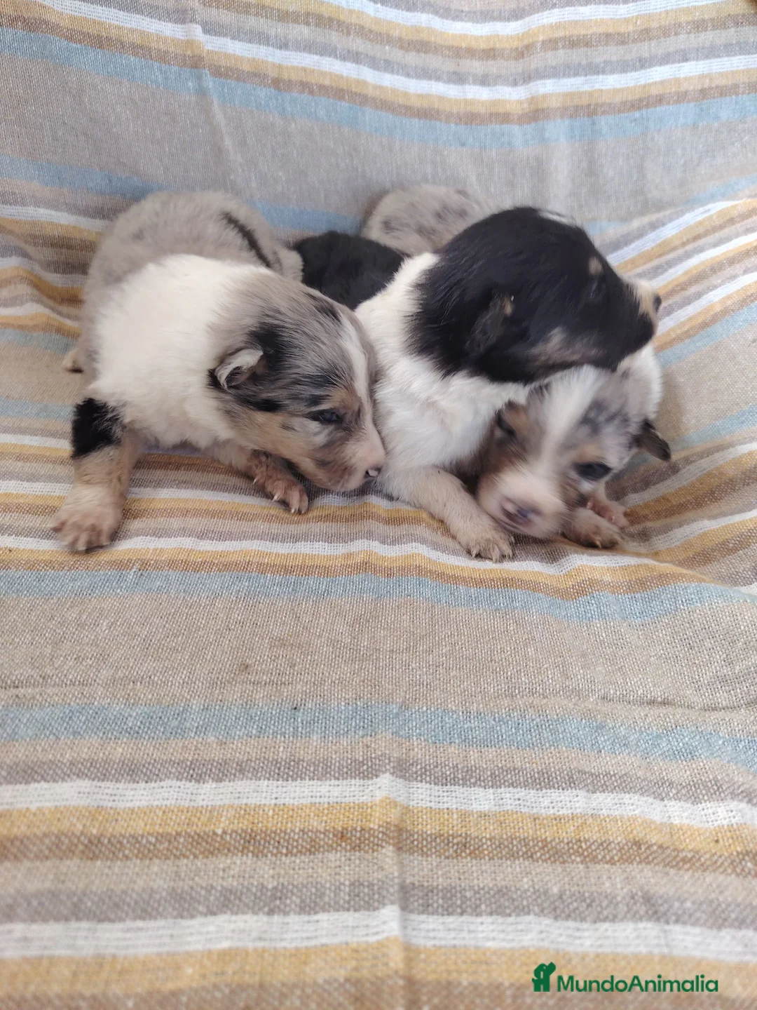 Collie de Pelo Largo perros en venta: Rough collie  - Anuncio 10