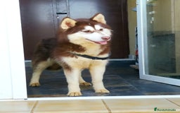 Husky Siberiano perros en adopcion: Hembra husky siberiano adopcion - Imagen 1