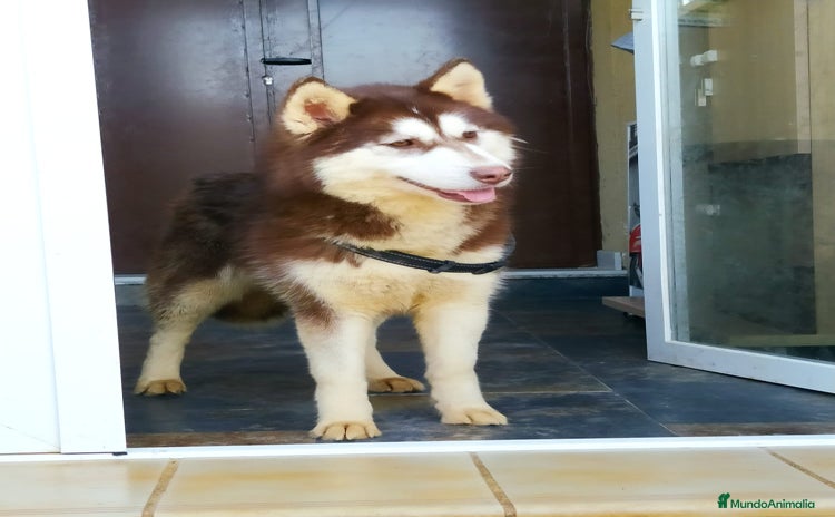 Husky Siberiano perros - Anuncio 2
