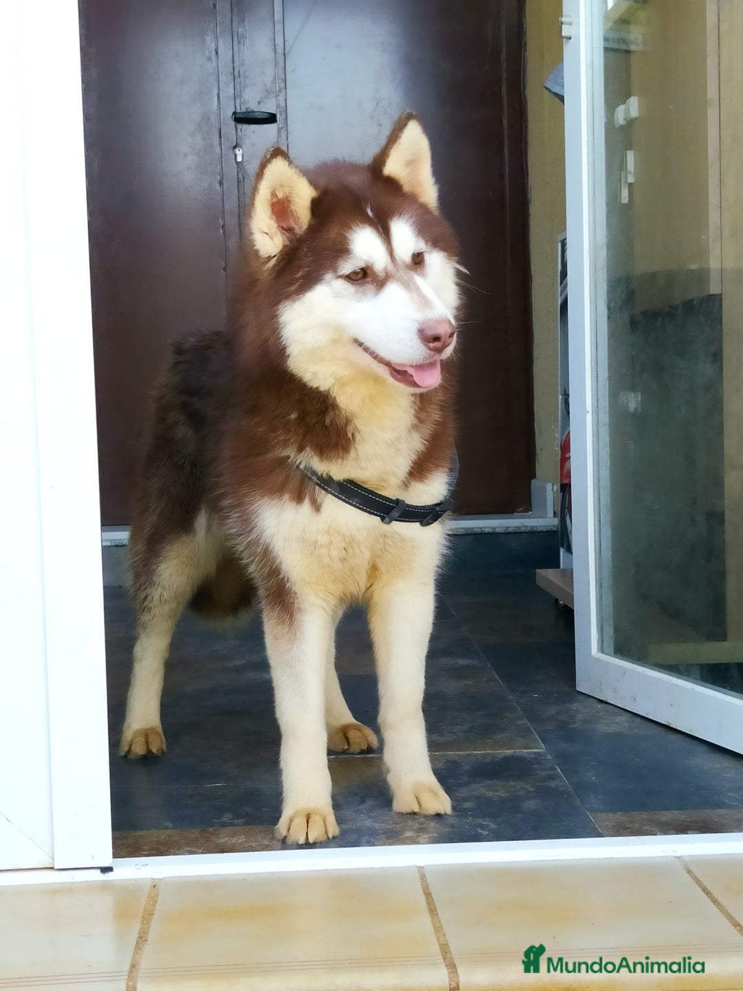 Husky Siberiano perros en adopcion: Hembra husky siberiano adopcion - Imagen 1