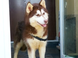 Husky Siberiano perros - Anuncio 2