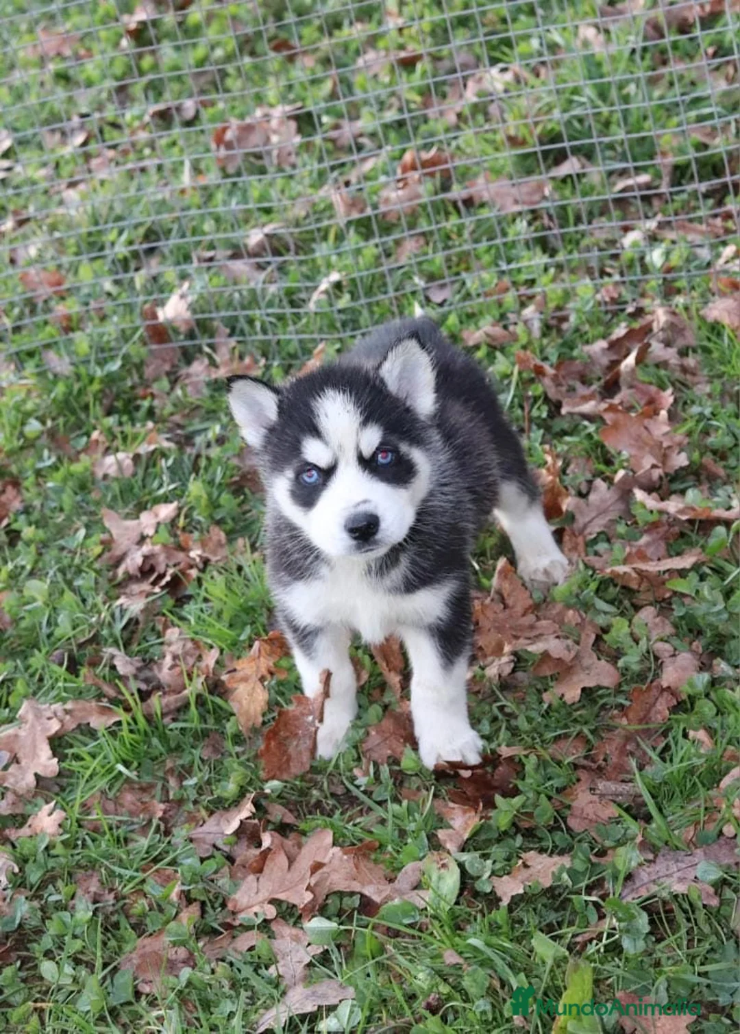 Husky Siberiano perros en venta: Cachorros de husky siberiano ojos azules  - Anuncio 4