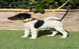 Fox Terrier de Pelo Liso perros en venta:  Preciosos Fox terrier pelo liso  - Imagen 4