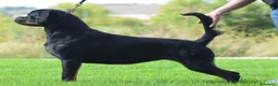 Rottweiler perros en venta: Rottvale kennel criadero desde el año 2012 en Valencia - Anuncio 14