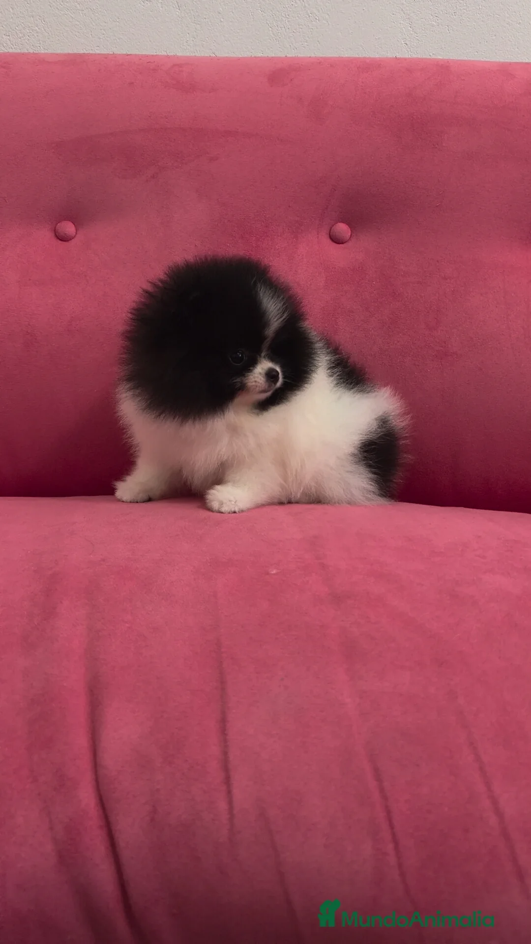 Pomerania perros en venta: Pomerania MINITOY Party Calidad!! - Anuncio 1