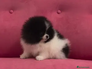 Pomerania perros Pomerania MINITOY Party Calidad!! - Anuncio 1