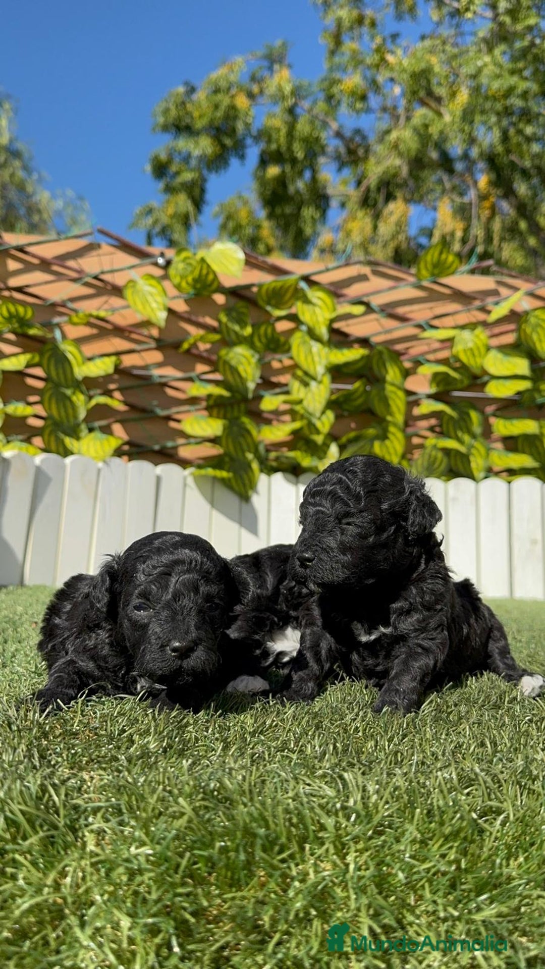 Caniche Toy perros en venta: CANICHE TOY - Imagen 17