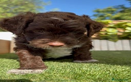 Perro de Agua Español perros en venta: PERRO DE AGUA ESPAÑOL MACHO - Imagen 15
