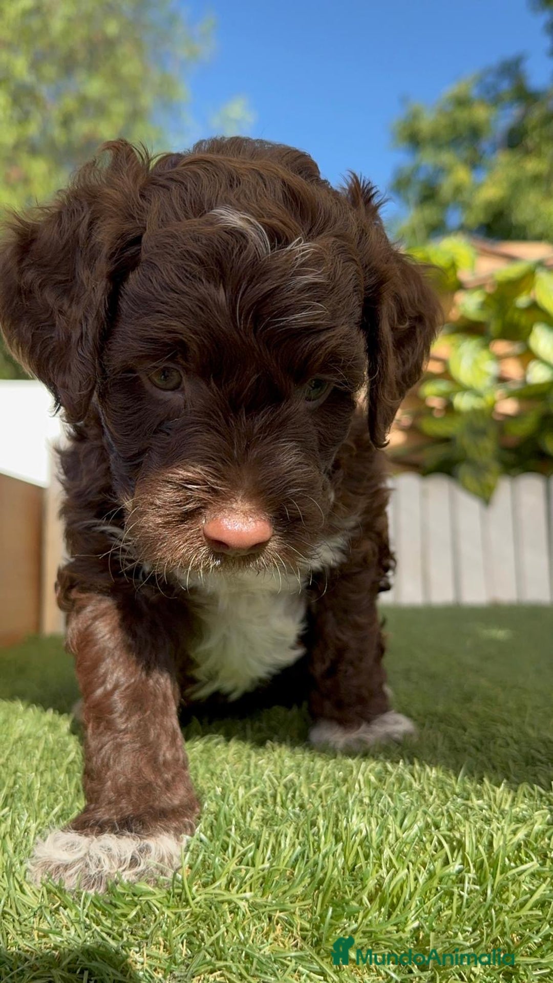 Perro de Agua Español perros en venta: PERRO DE AGUA ESPAÑOL MACHO - Imagen 15