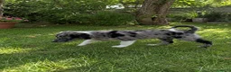 Border Collie perros en venta: Precioso cachorro Border Collie Merle 🩶🖤🤍 - Anuncio 1