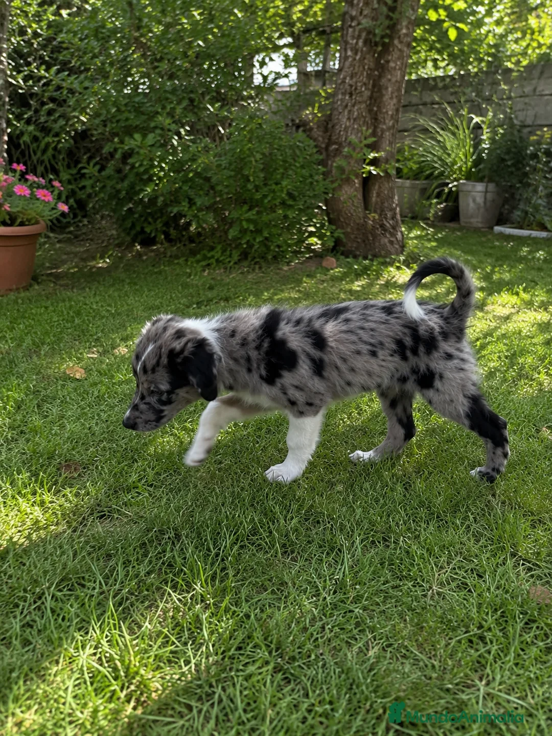 Border Collie perros en venta: Precioso cachorro Border Collie Merle 🩶🖤🤍 - Anuncio 1