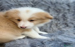 Border Collie perros en venta: Border collie - Anuncio 2